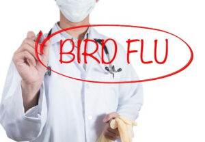 Read more about the article Bird Flu: Questions and Answers 
