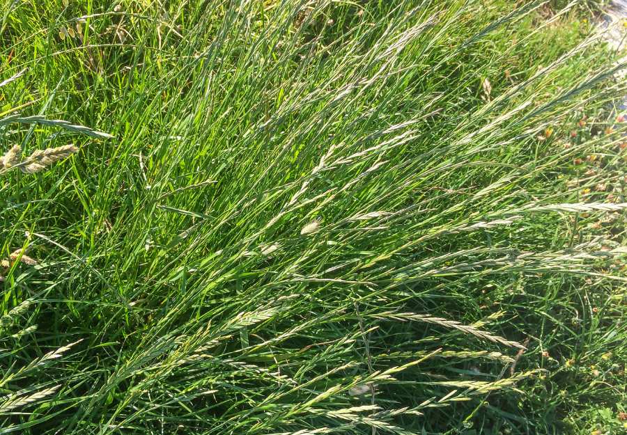 You are currently viewing Ryegrass Pollen Extract – Benefits and Side Effects