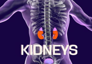 Read more about the article Which Diets are Beneficial to The Kidneys?